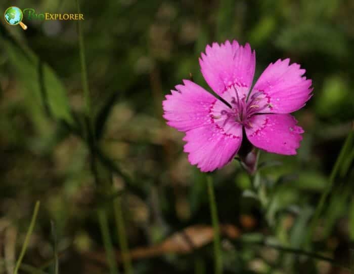 Maiden Pink Flowers