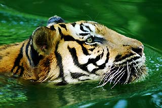 Malayan Tiger Diet