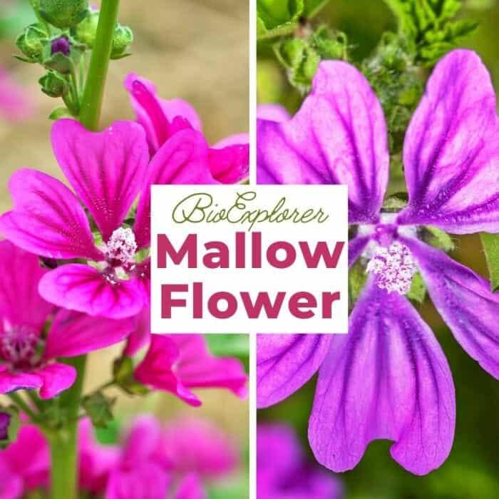 Mallow