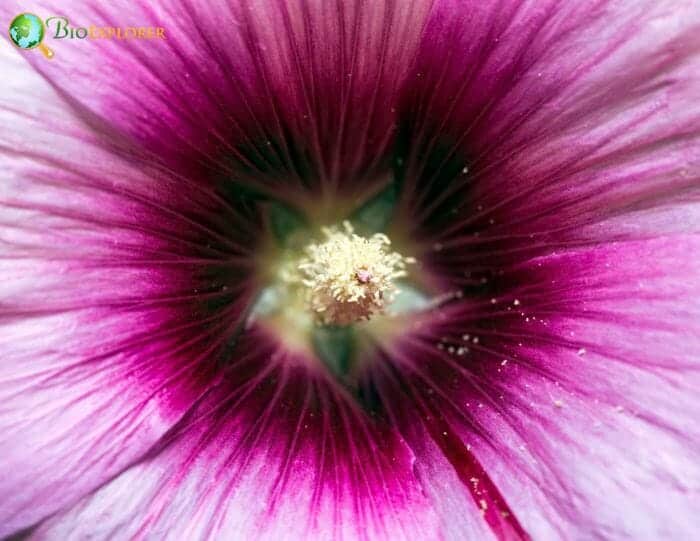 Mallow Flower Inside