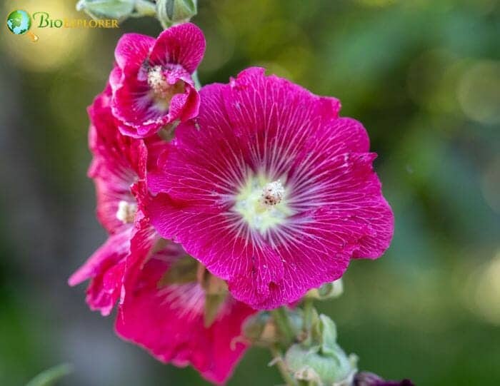 Mallow Flowers