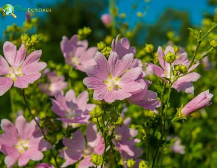 Mallow Flowers