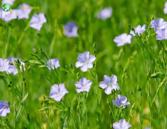 Malpighiales Flowers and Reproduction