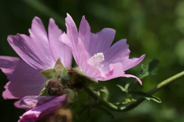 Malva Moschata