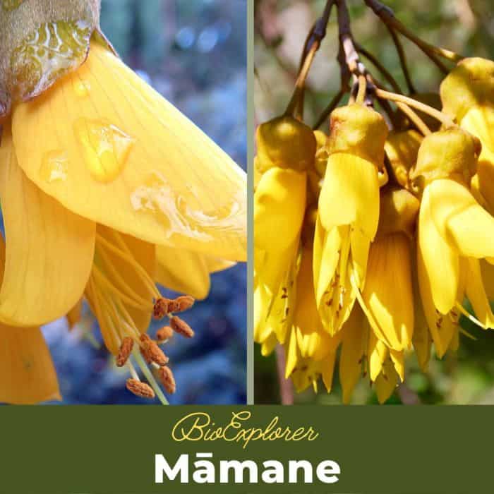 Mamane Flowers