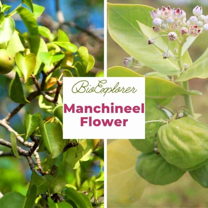 Manchineel