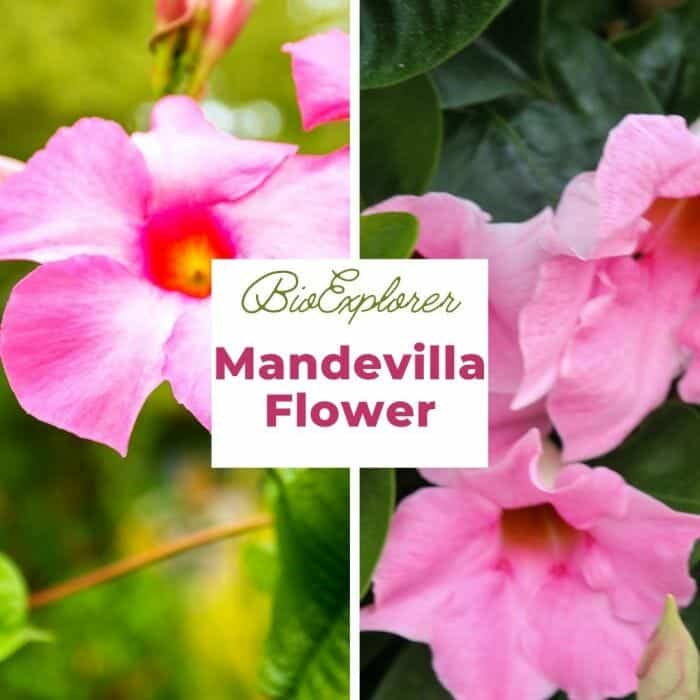 Mandevilla