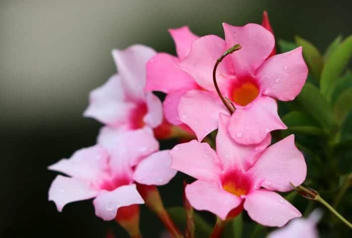 Mandevilla Sanderi