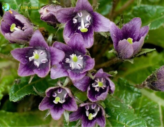 Mandrake Flowers