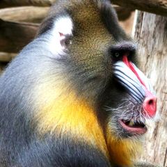 Mandrill