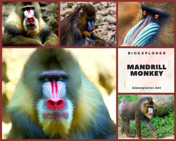 Mandrill