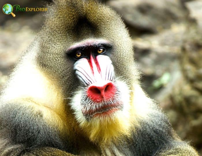 Mandrill