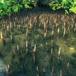 Mangroves