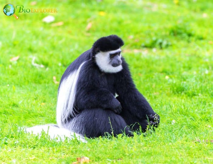 Mantled Guereza