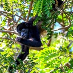 Mantled Howler