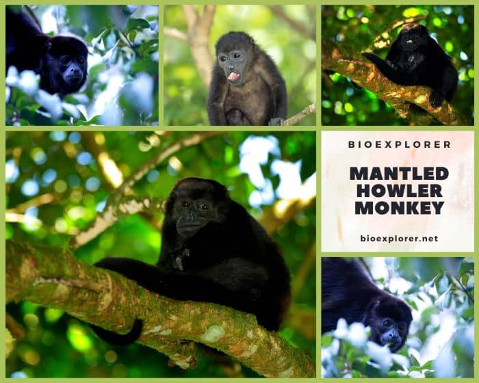 Mantled Howler Monkey