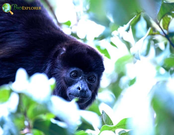 Mantled Howler Monkey