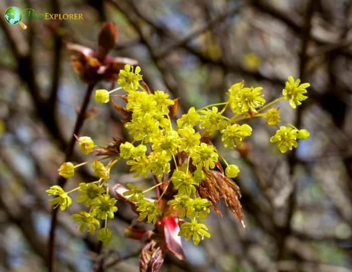 Maple Flowers