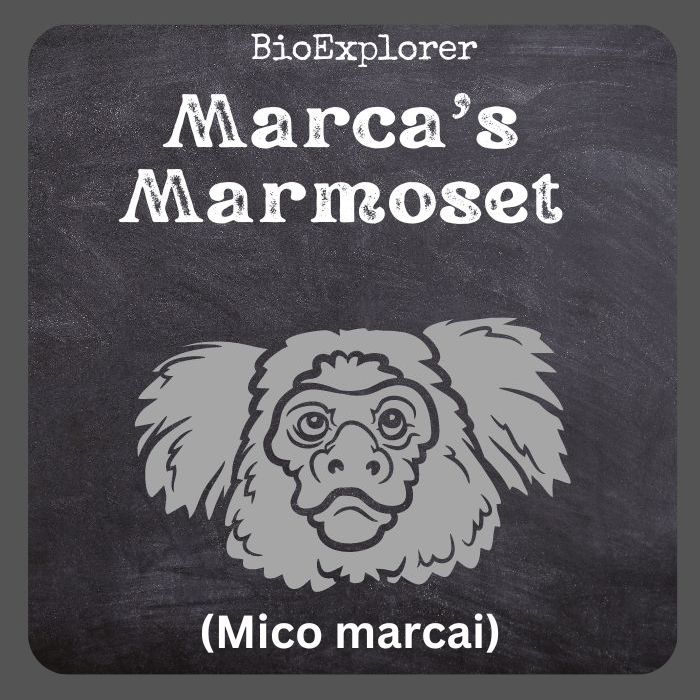Marca's Marmoset