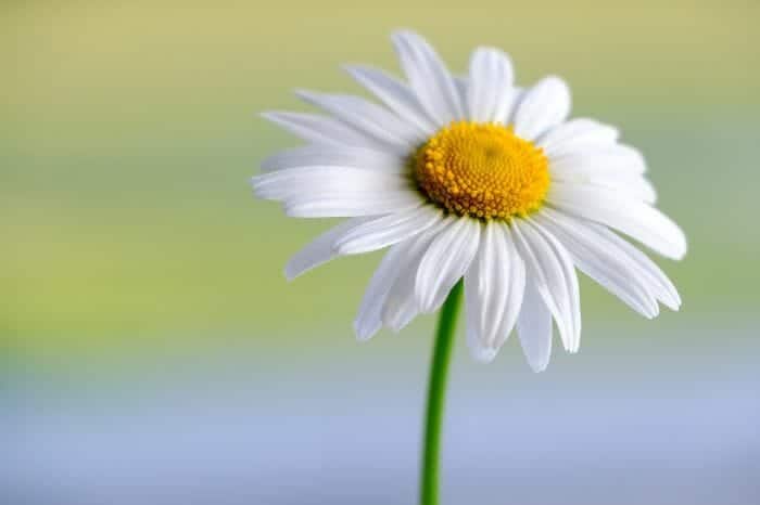 Marguerite Daisies