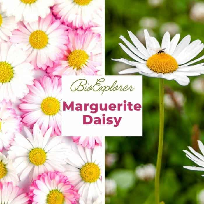 Marguerite Daisy