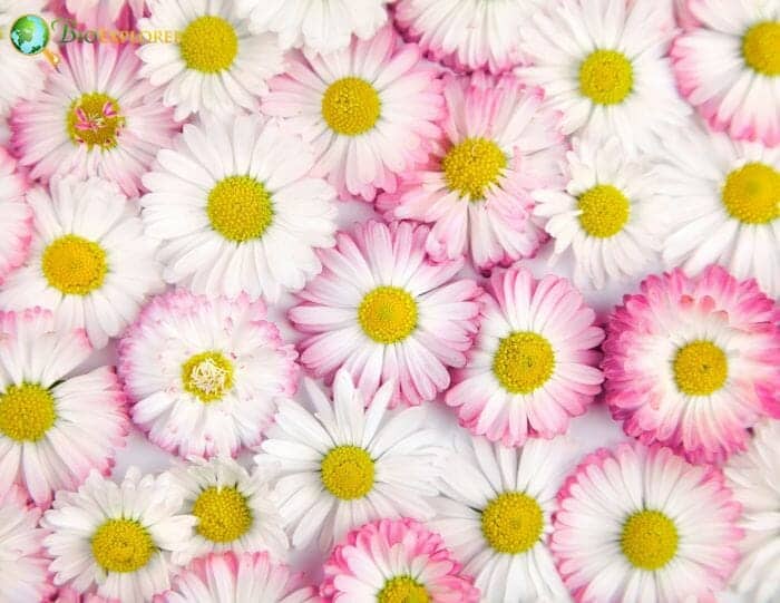 Marguerite Daisy Flowers