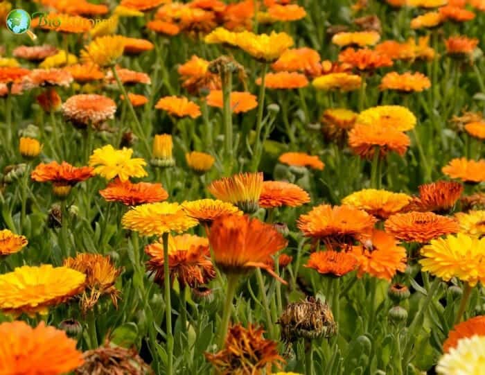 Marigold Flowering Plants