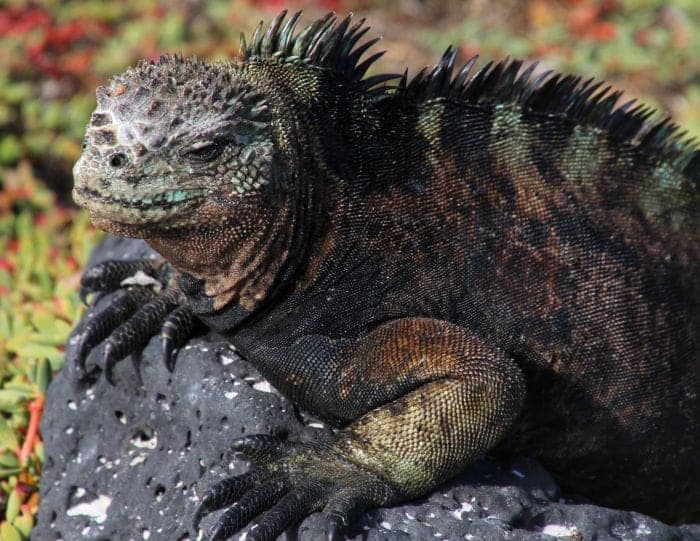 Marine Iguana Fun Facts