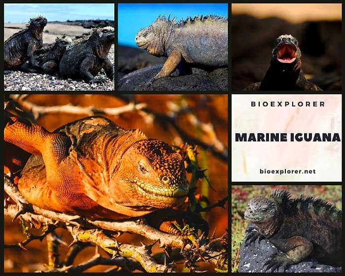 Marine Iguana