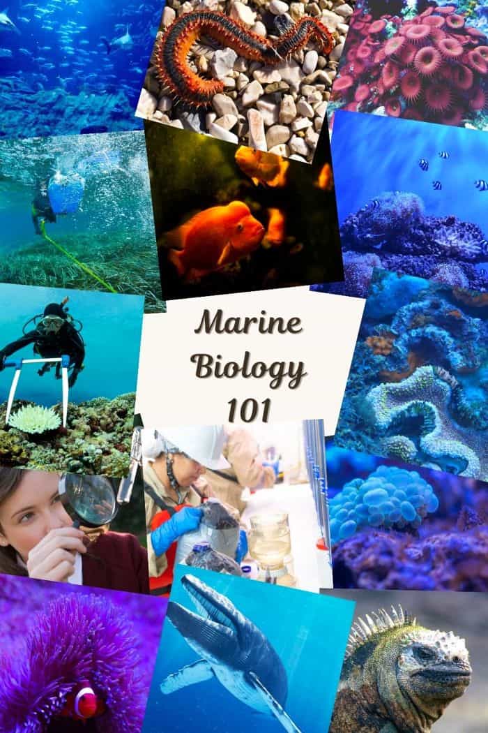 Marine Biology 101