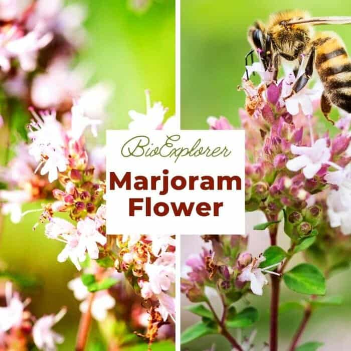 Marjoram