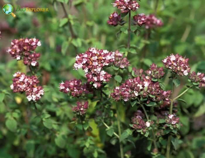 Marjoram Flowers