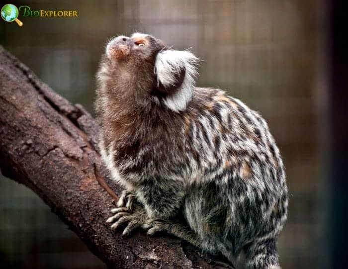 Marmoset Monkey FAQs