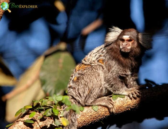 Marmoset Reproduction and Lifespan