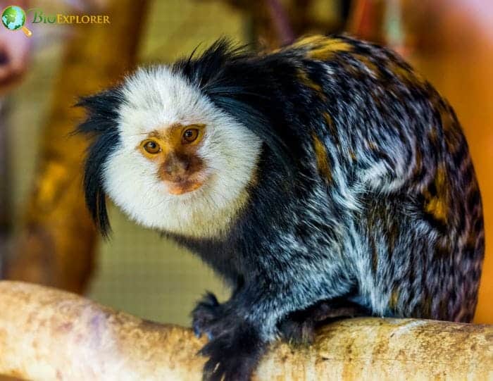 Marmosets As Pets