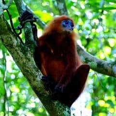 Maroon Langur