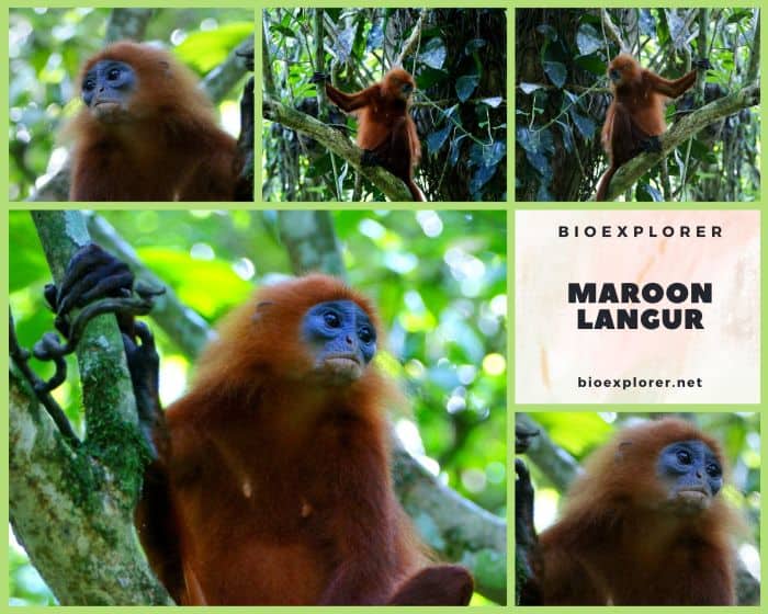 Maroon Langur