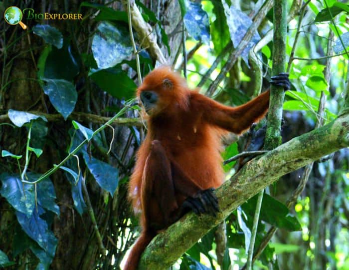 Maroon Langur