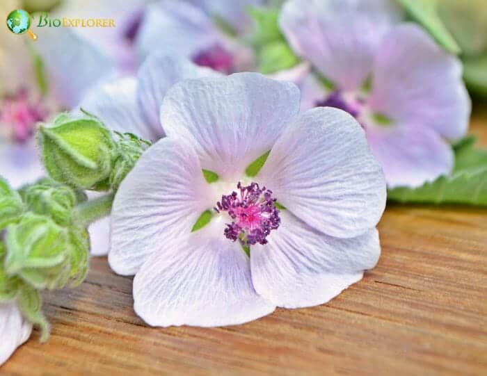 Marshmallow Flowers