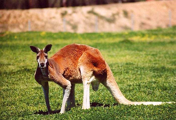 Marsupials Mammal (Kangaroo)