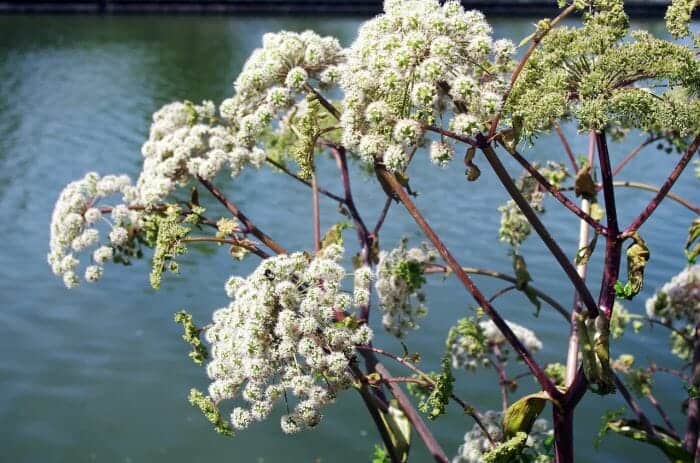 Masterwort Flowers