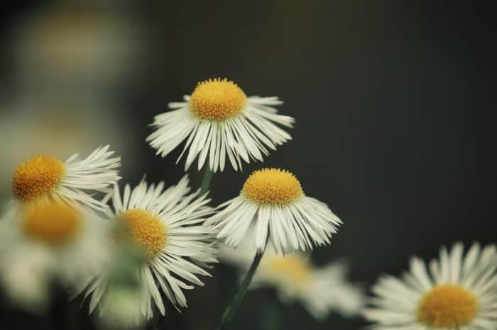 Matricaria Chamomilla