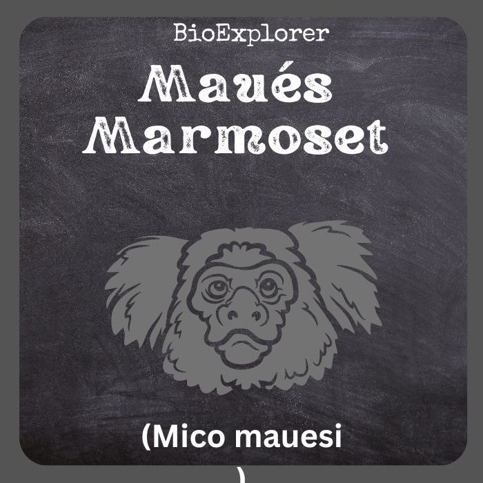 Maues Marmoset