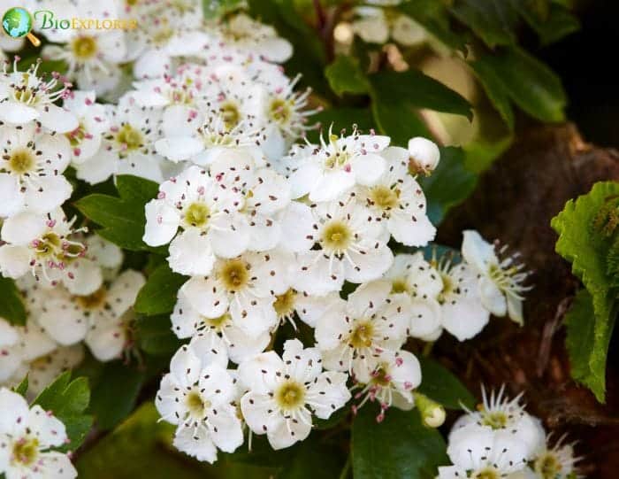 May Birth Flower Hawthorn