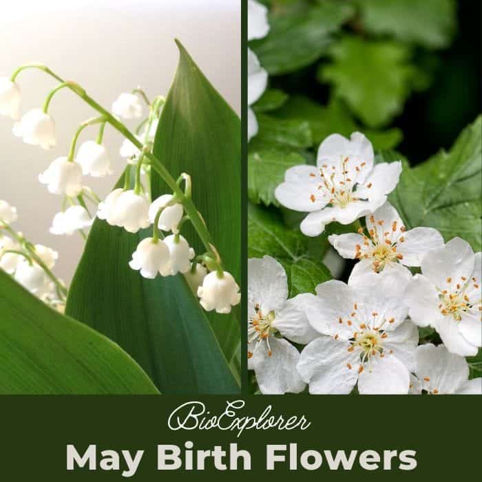 May Birth Flowers