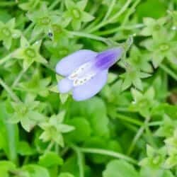 Mazus flower (Mazaceae)