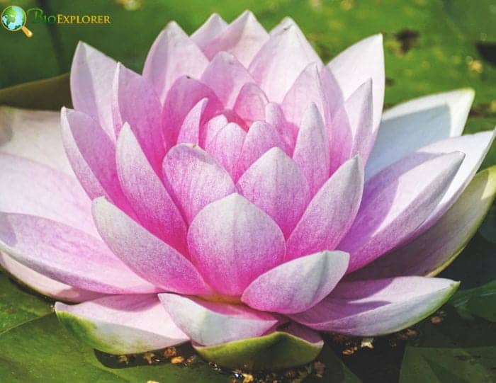 Meaning Behind Water Lily Colors