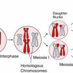 Meiosis Stages