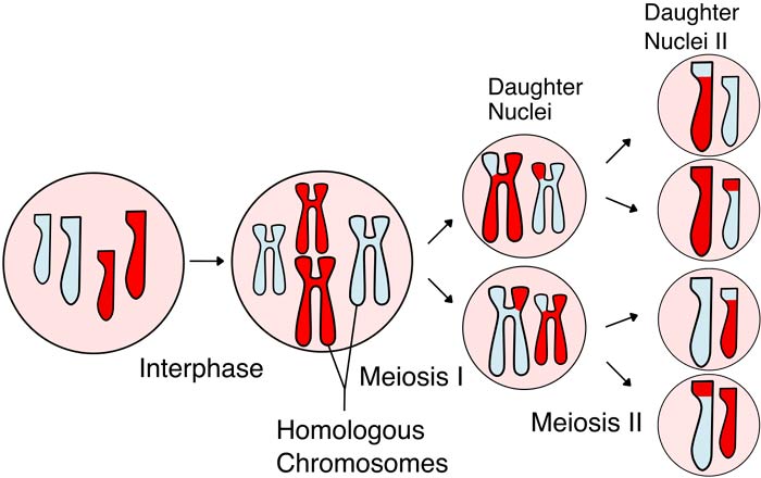 Stages of Meiosis