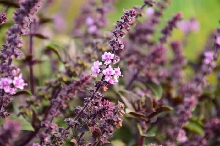 Mentha Balsamea